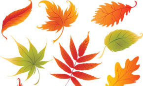 Colorful Leaves